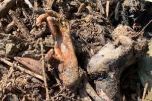 BBC Soroti Kematian Orangutan Tapanuli Akibat Banjir Sumatera, Populasi Kian Terancam