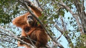 BBC Soroti Kematian Orangutan Tapanuli Akibat Banjir Sumatera, Populasi Kian Terancam