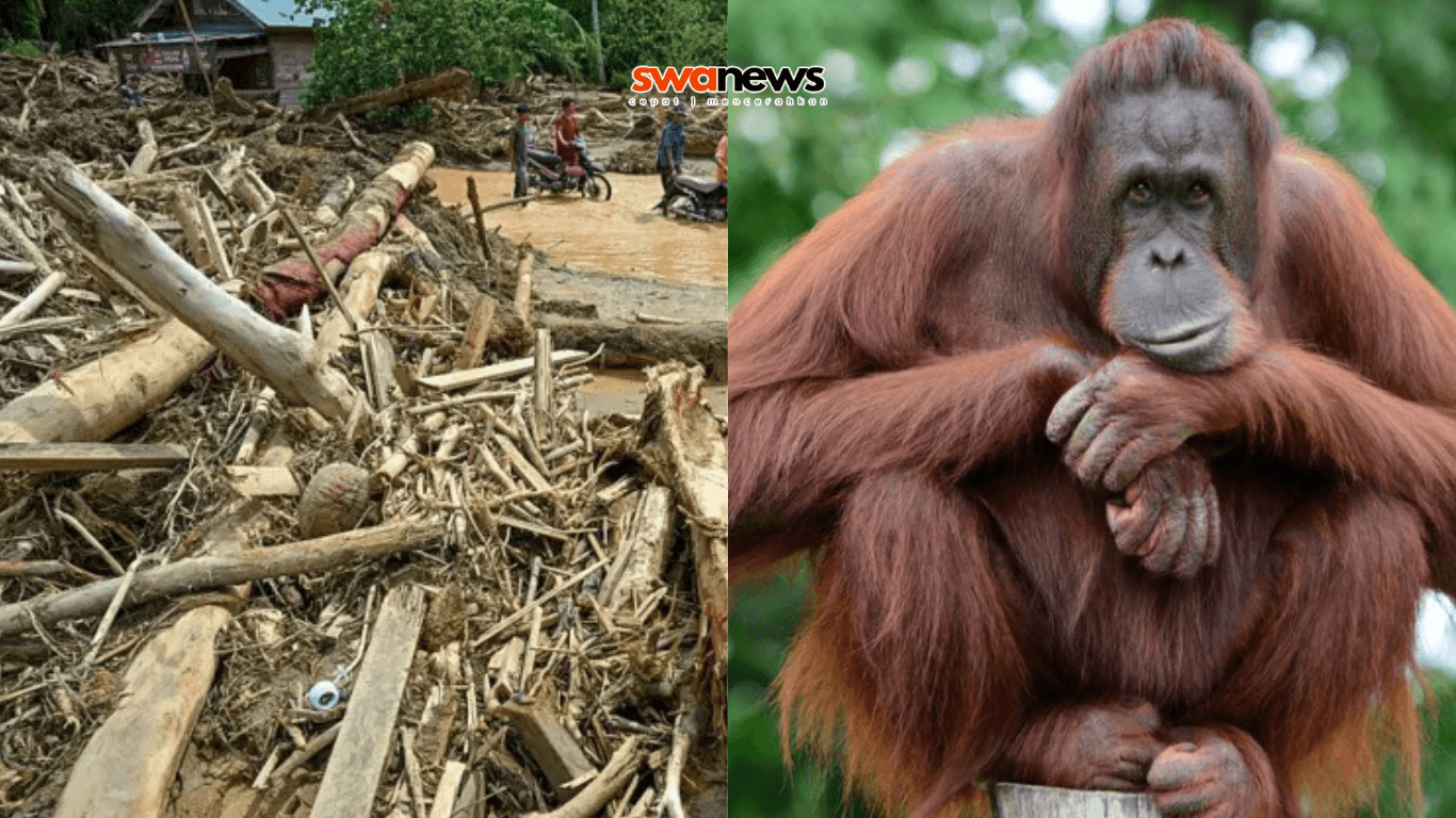 BBC Soroti Kematian Orangutan Tapanuli Akibat Banjir Sumatera, Populasi Kian Terancam