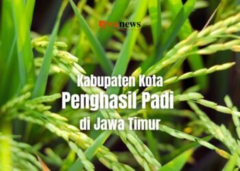 Daerah Penghasil Padi Terbesar di Jawa Timur