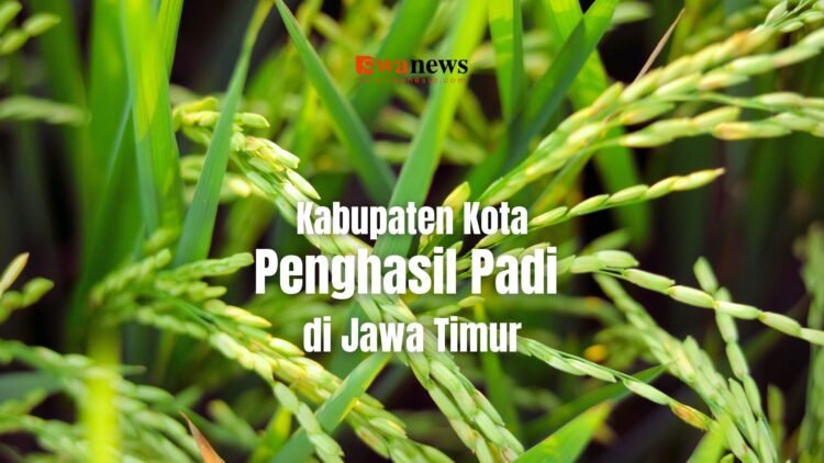 Daerah Penghasil Padi Terbesar di Jawa Timur