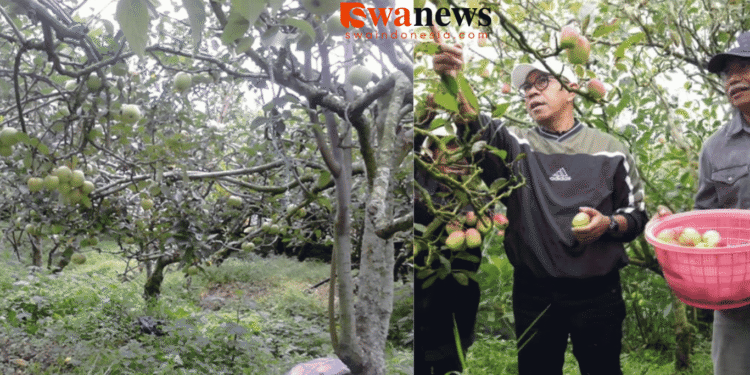 ‎Lahan Makin Menyusut, Apel Batu Kian Merosot