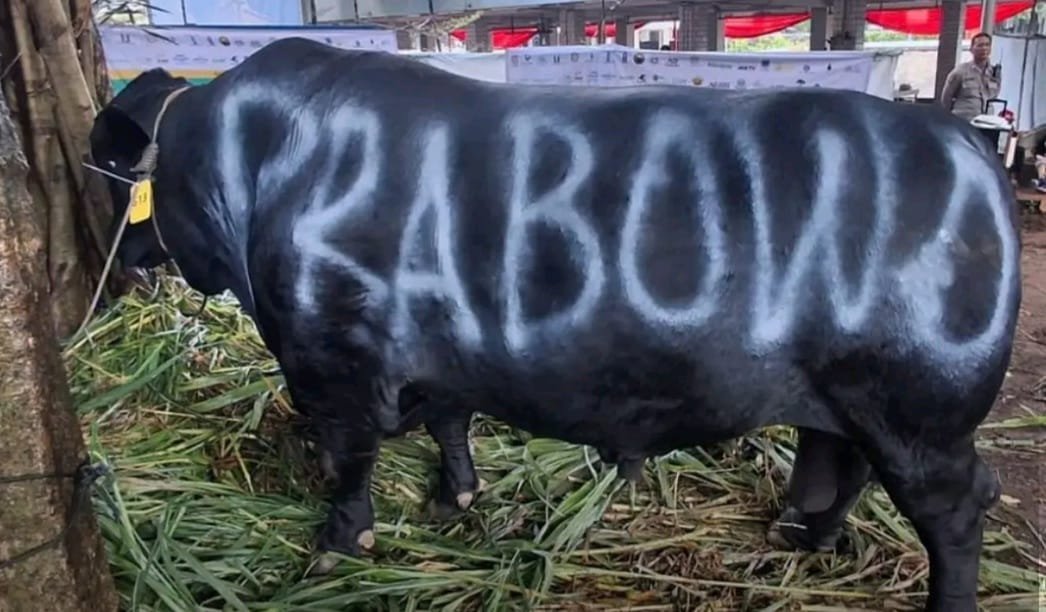 Kurban sapi Prabowo