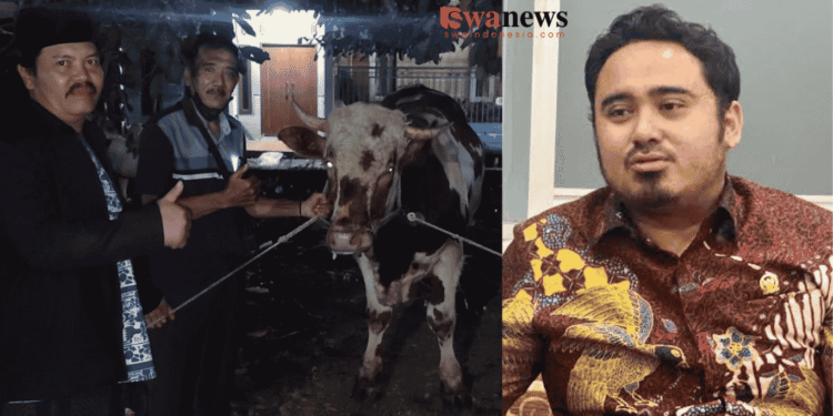 Ahmad Irawan Salurkan Sapi Kurban di Wagir dan Dau, Menjaga Semangat Berkurban Bersama Masyarakat