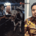 Ahmad Irawan Salurkan Sapi Kurban di Wagir dan Dau, Menjaga Semangat Berkurban Bersama Masyarakat