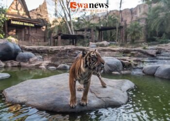 Batu Secret Zoo Perkuat Peran Konservasi di Hari Harimau Sedunia, Rawat 15 Ekor dari 3 Subspesies