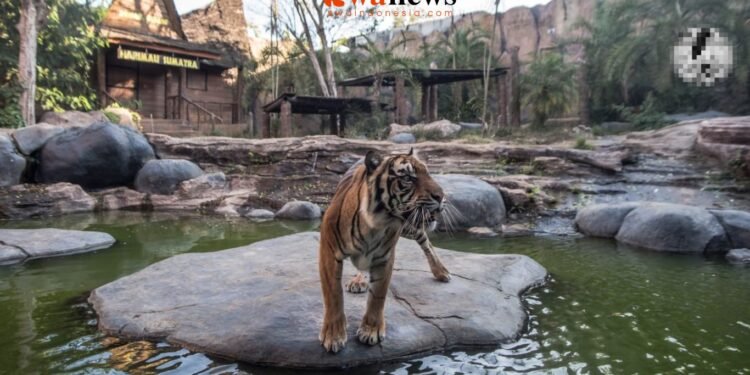 Batu Secret Zoo Perkuat Peran Konservasi di Hari Harimau Sedunia, Rawat 15 Ekor dari 3 Subspesies