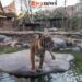 Batu Secret Zoo Perkuat Peran Konservasi di Hari Harimau Sedunia, Rawat 15 Ekor dari 3 Subspesies